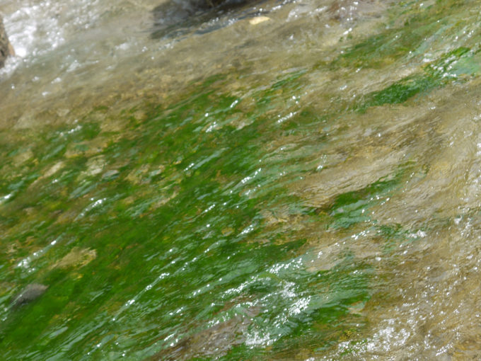 水着の藻のしみ抜き方法